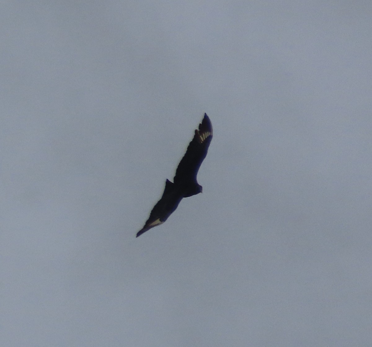Black Vulture - ML630739781
