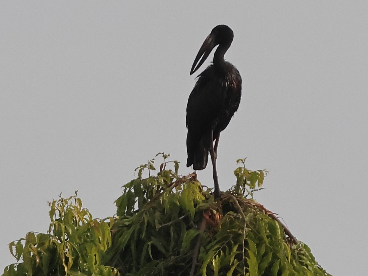 African Openbill - ML630739855