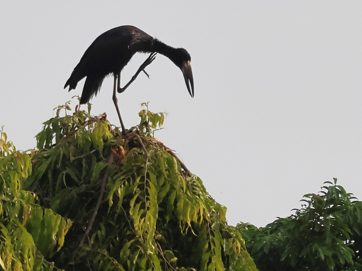 African Openbill - ML630739856