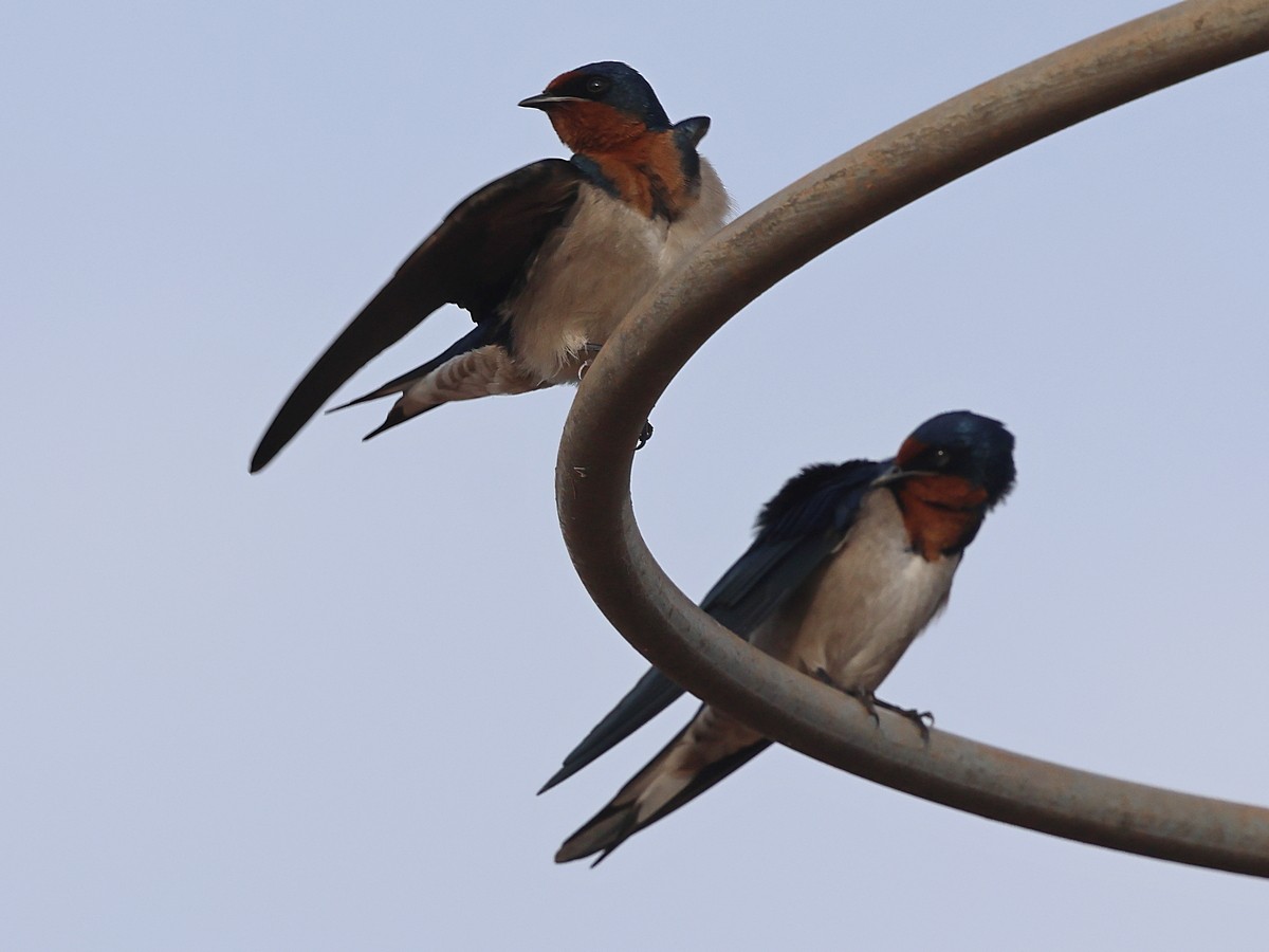 Angola Swallow - ML630739869