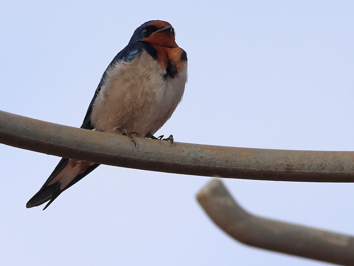 Angola Swallow - ML630739871