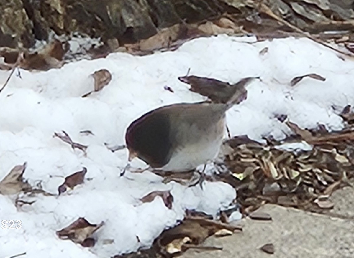 Dark-eyed Junco - ML630739922