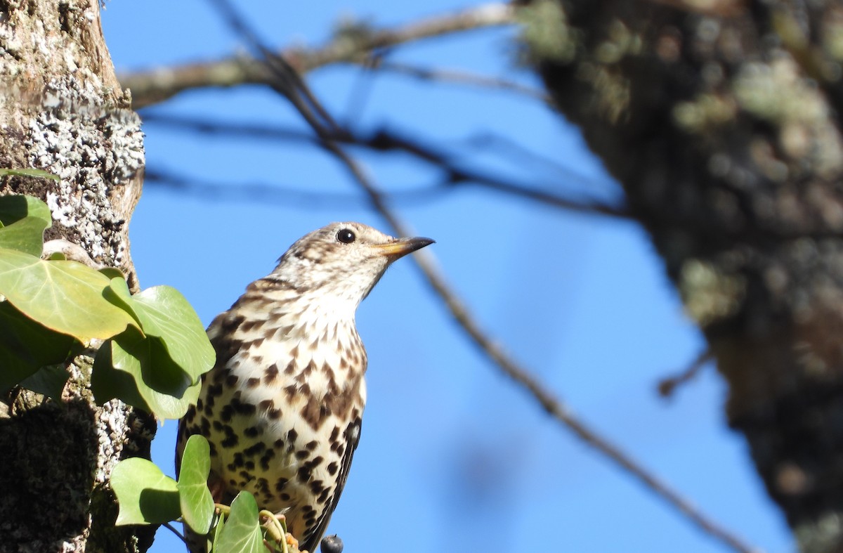 Бужмаг хөөндэй - ML630740057