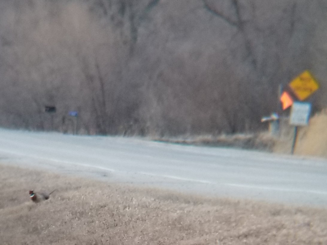 Ring-necked Pheasant - ML630740280