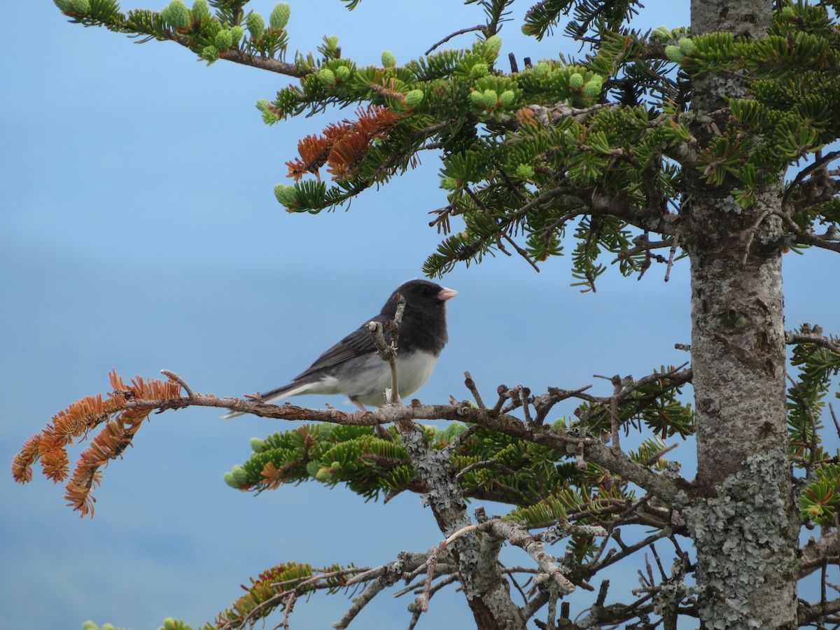 Dark-eyed Junco - ML630740490