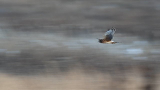 Northern Harrier - ML630740521