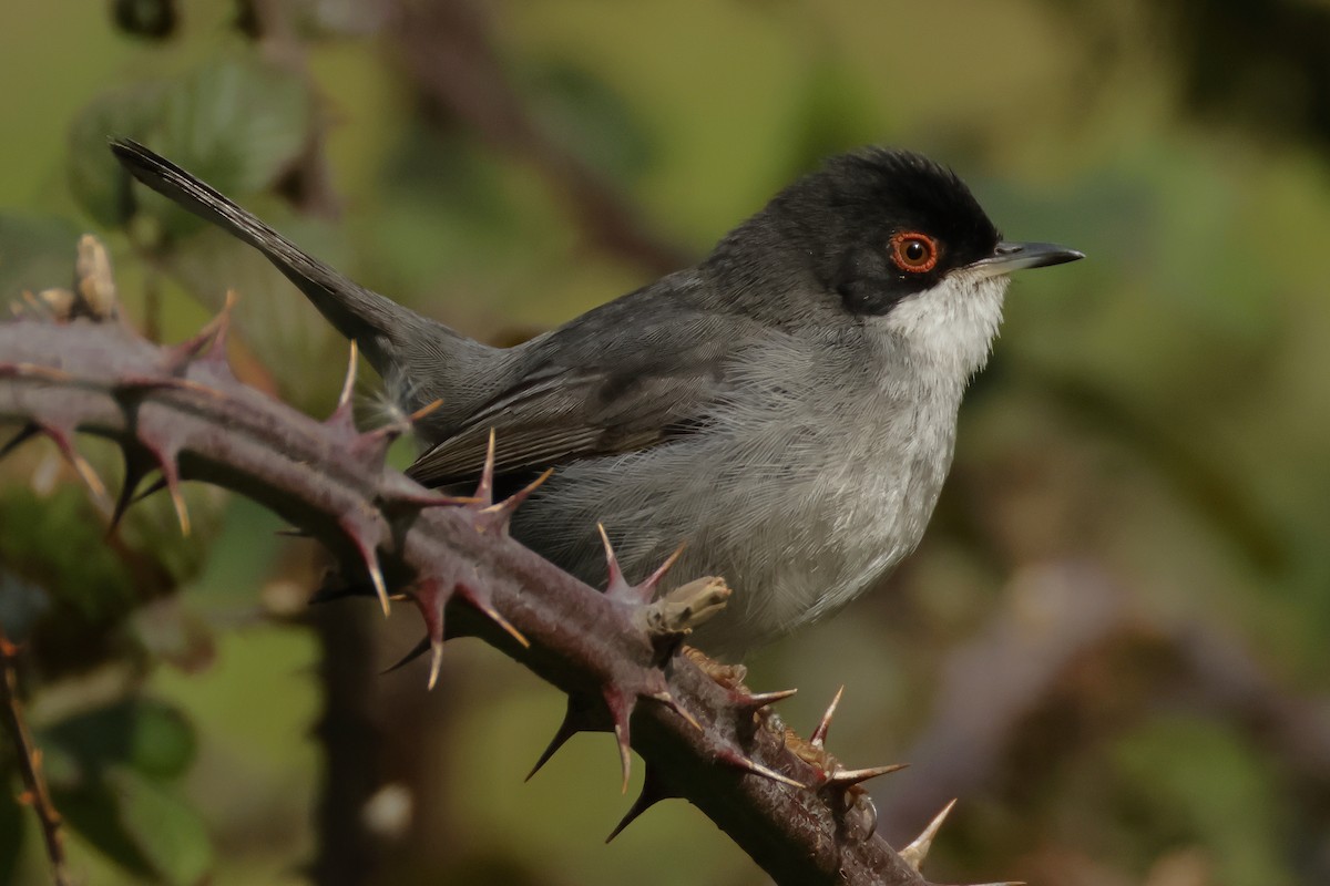 Sardinian Warbler - ML630740591