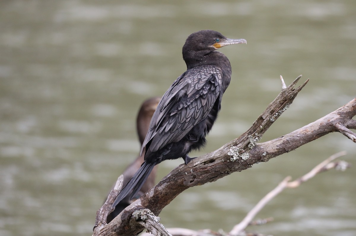 Neotropic Cormorant - ML630740685
