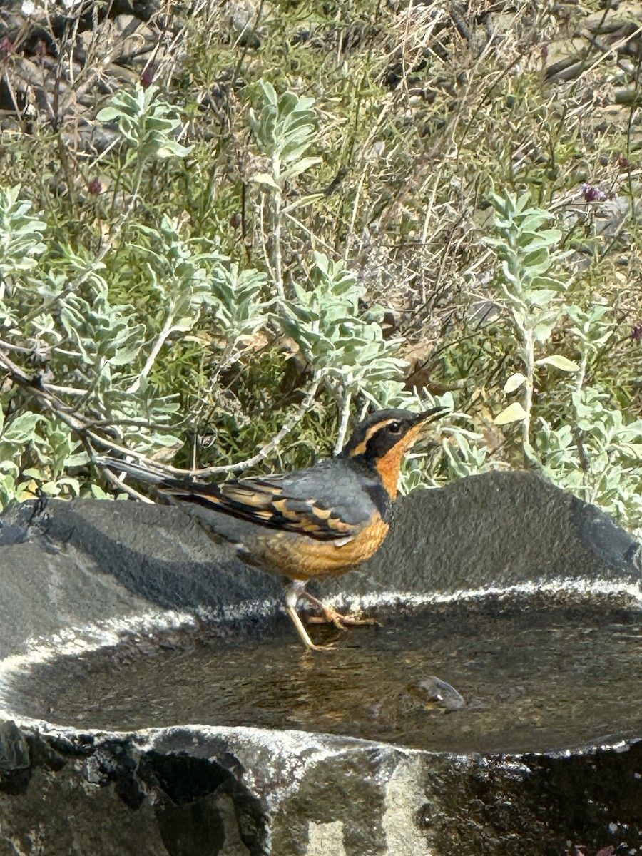 Varied Thrush - ML630740764