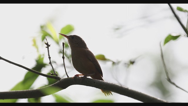 Southern House Wren - ML630740896