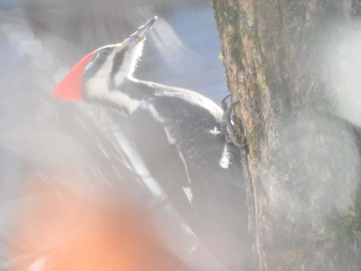 Pileated Woodpecker - ML630741038