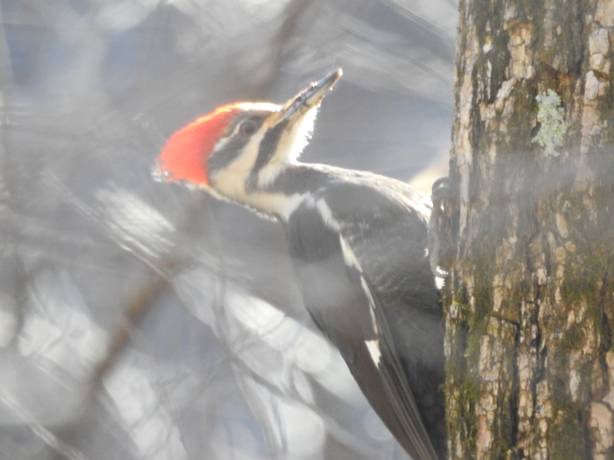 Pileated Woodpecker - ML630741039