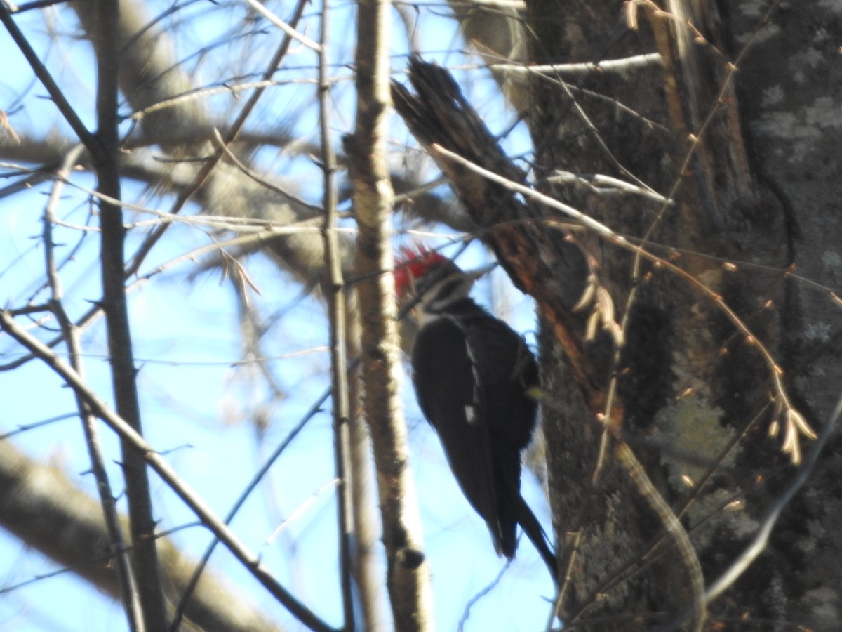 Pileated Woodpecker - ML630741040