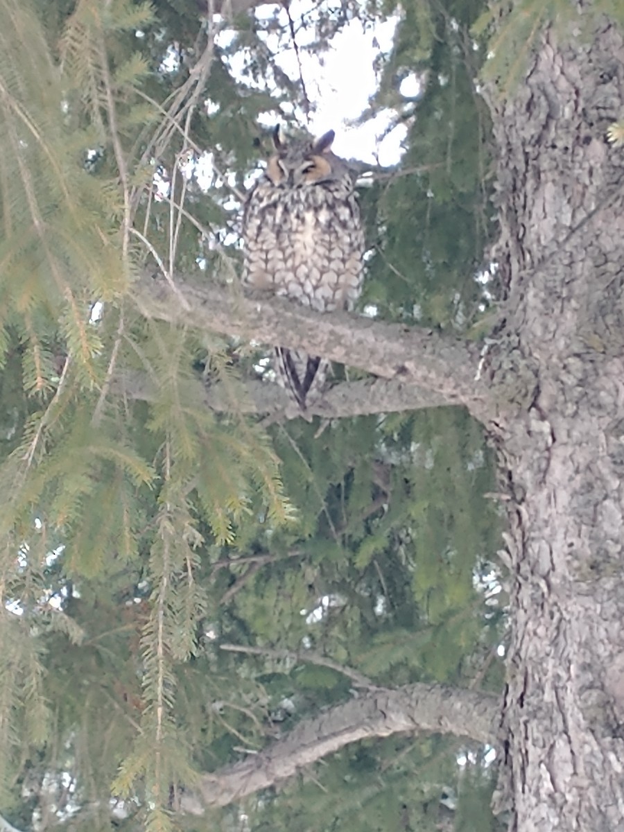 Long-eared Owl - ML630741076