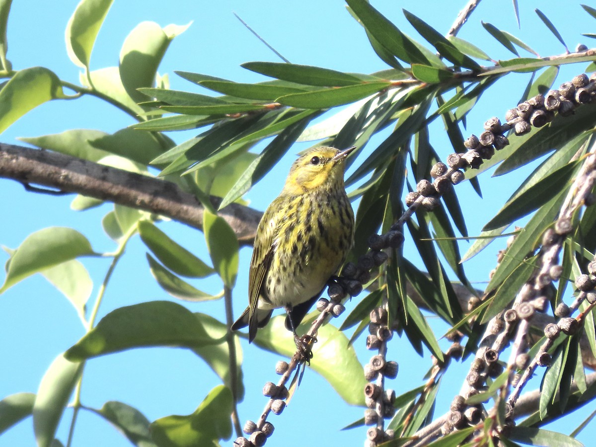 Cape May Warbler - ML630741091