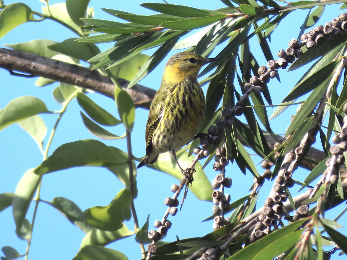 Cape May Warbler - ML630741092