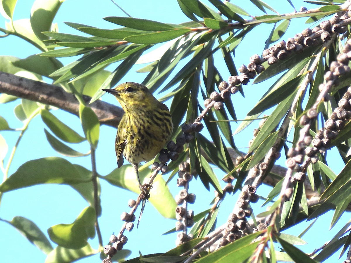 Cape May Warbler - ML630741093