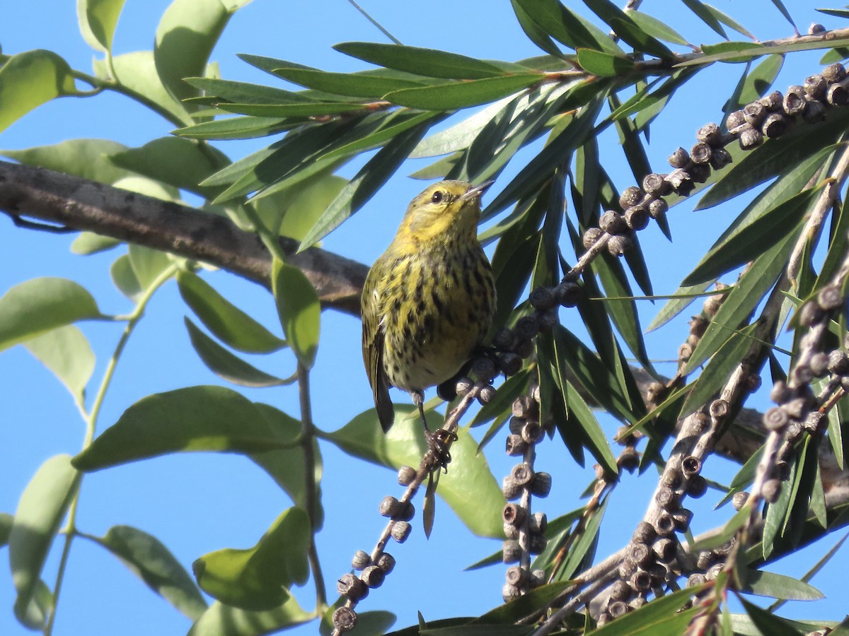Cape May Warbler - ML630741094