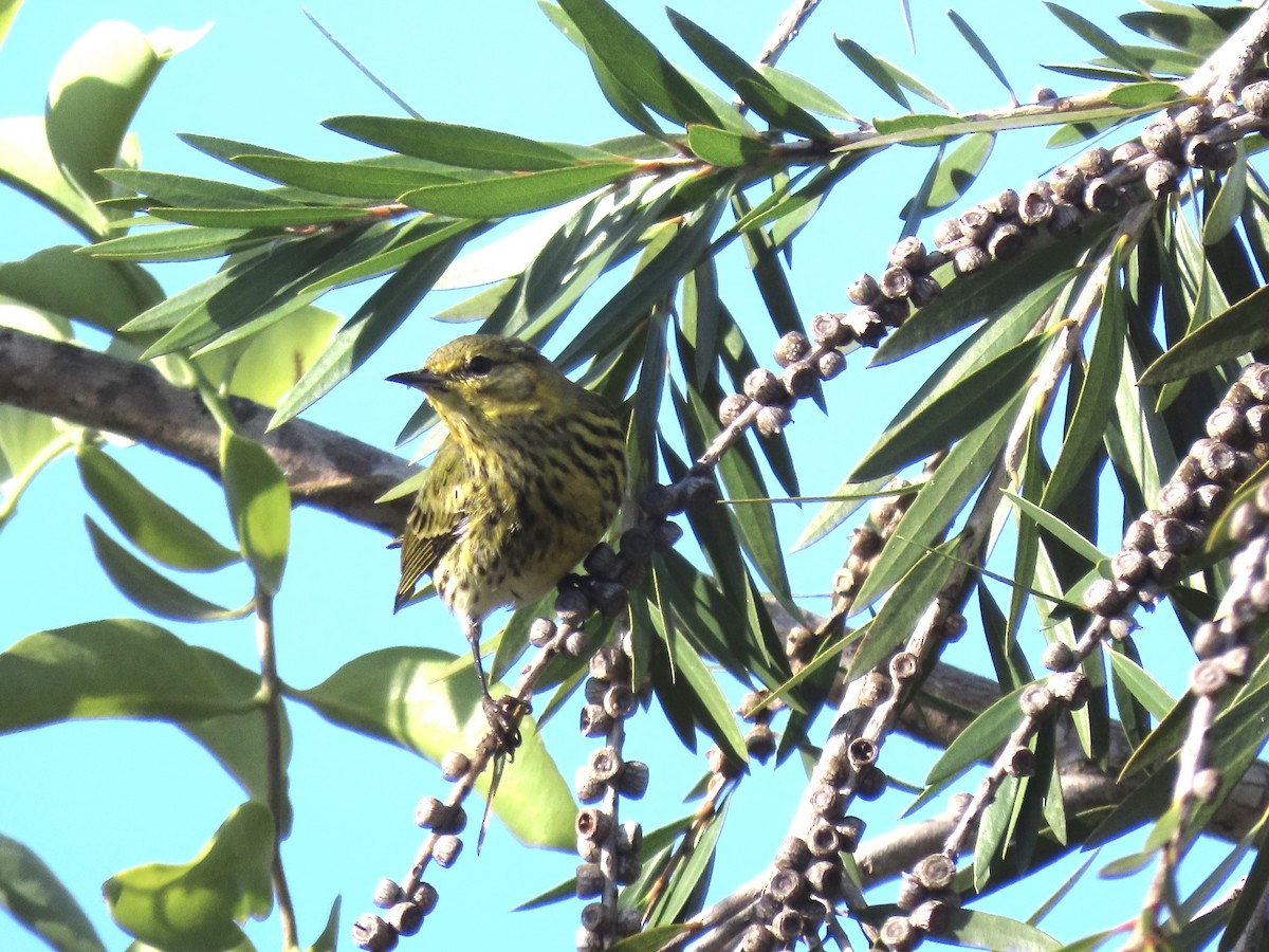 Cape May Warbler - ML630741095