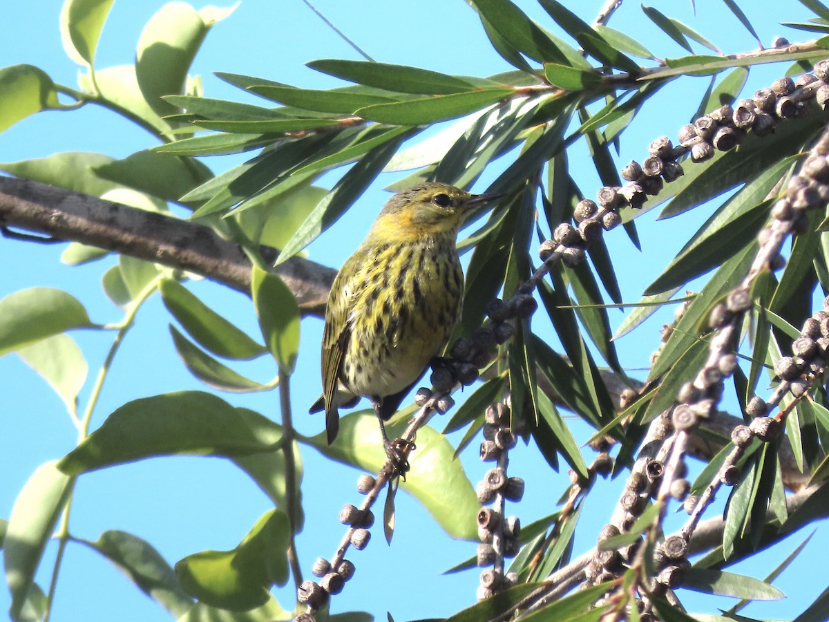 Cape May Warbler - ML630741096