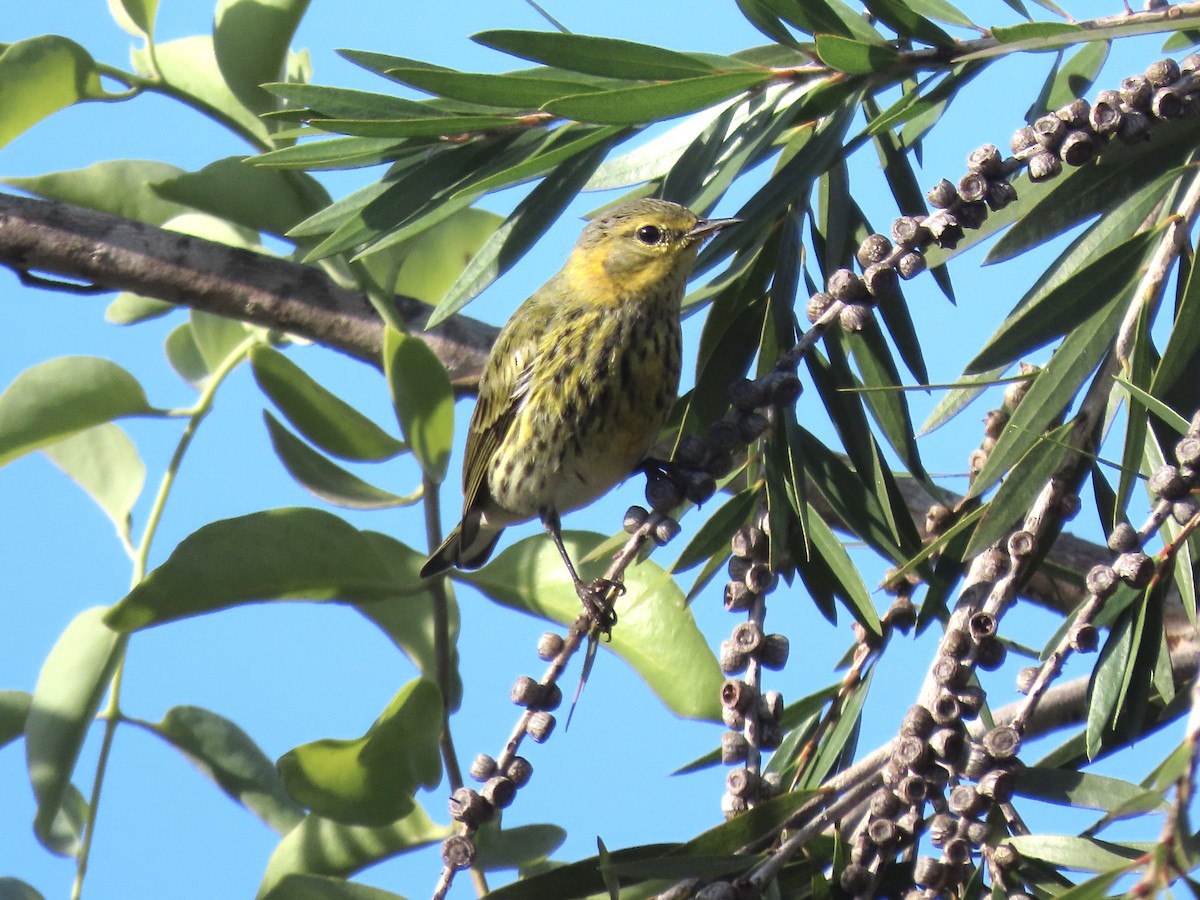 Cape May Warbler - ML630741097
