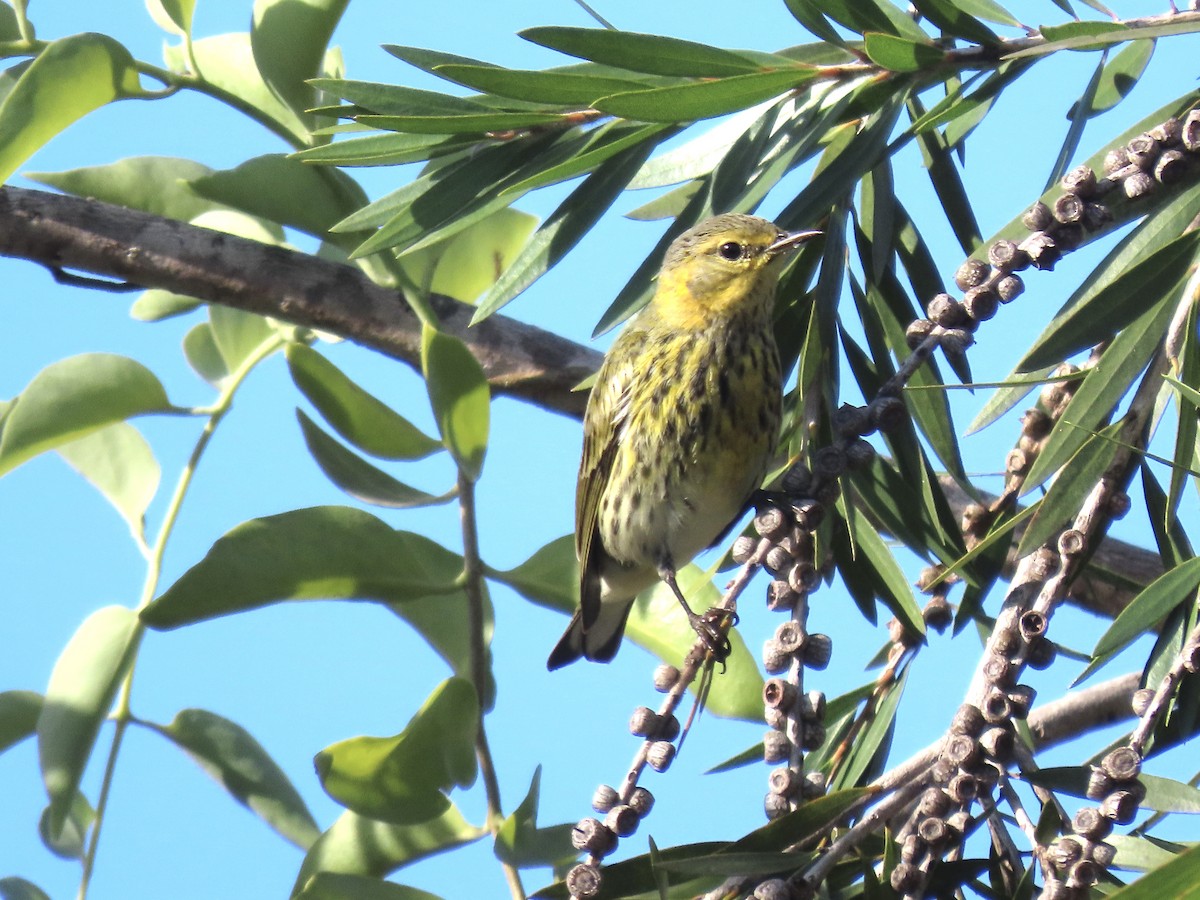 Cape May Warbler - ML630741098