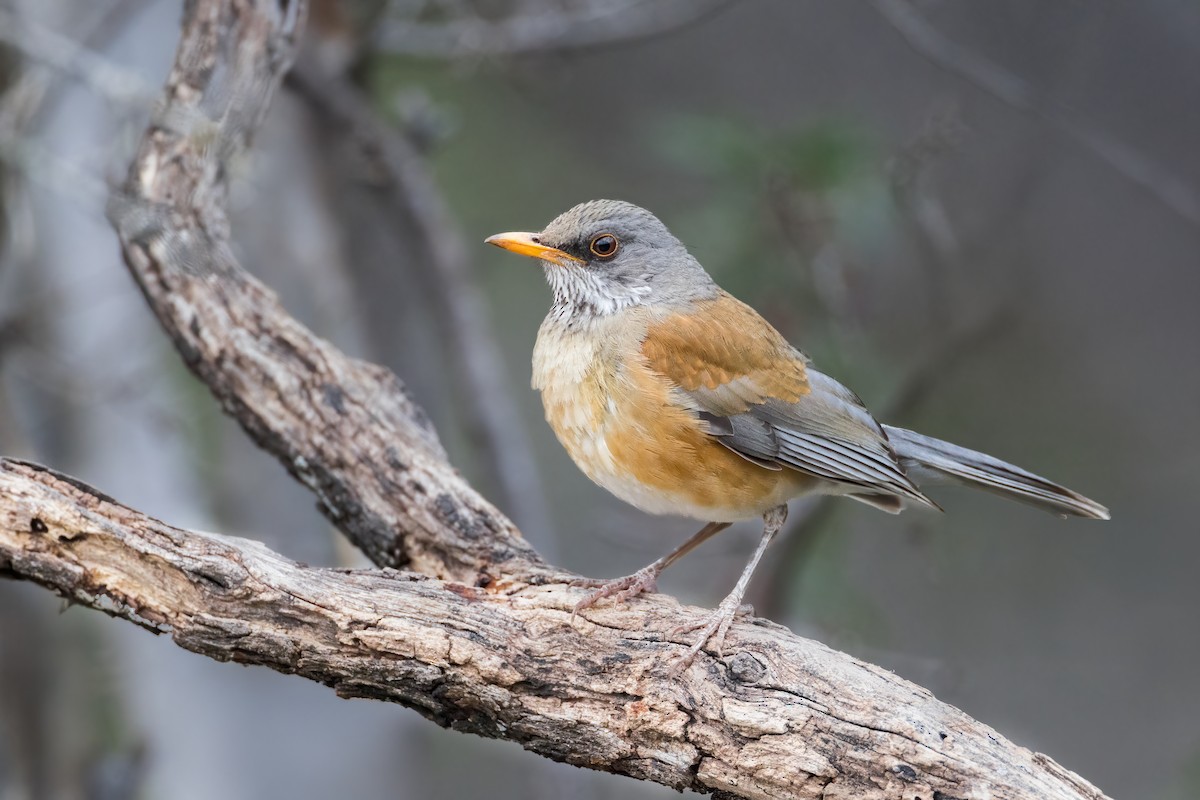 Rufous-backed Robin - ML630741201