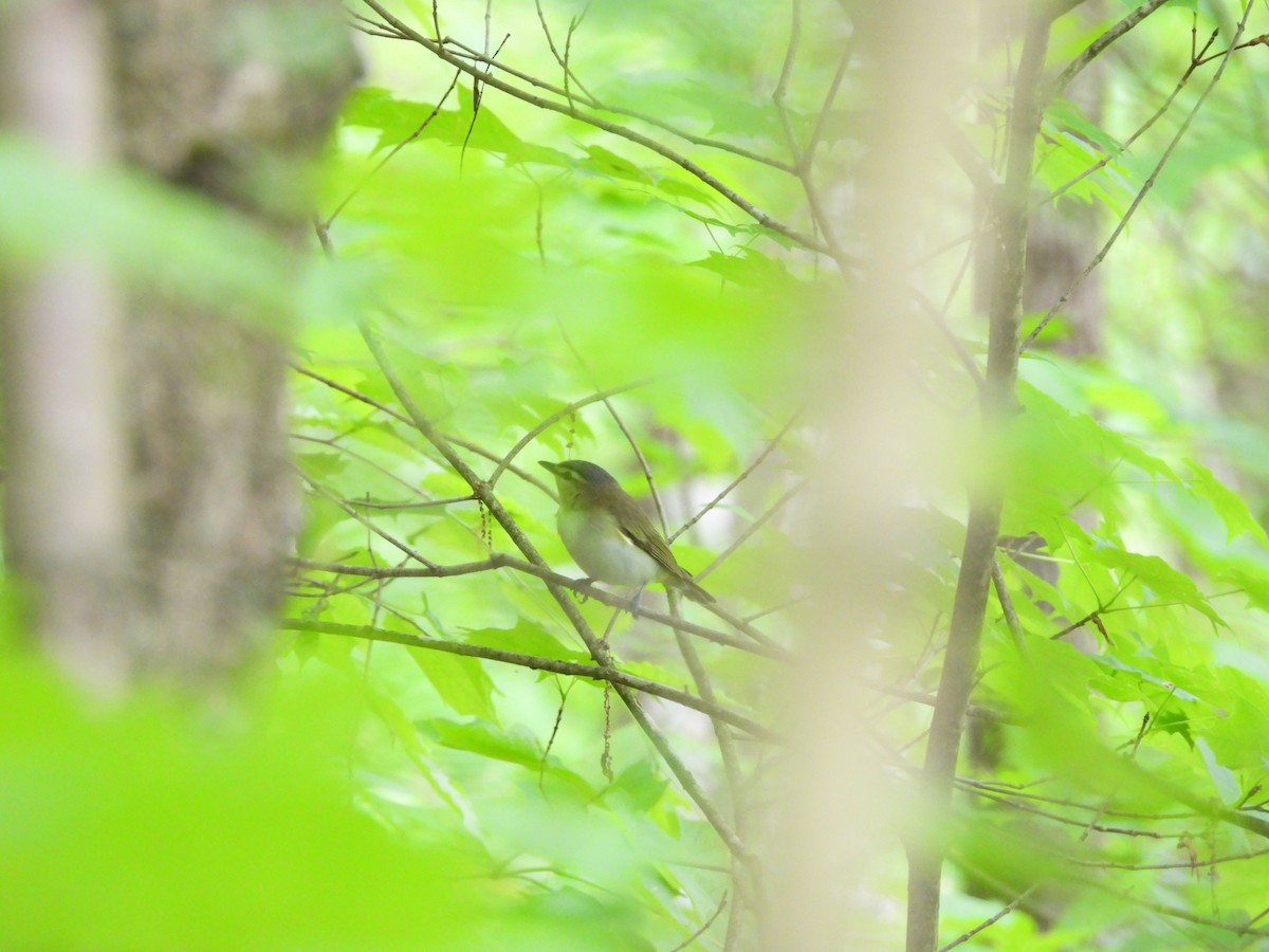 Red-eyed Vireo - ML630741235