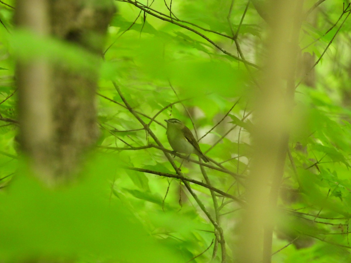 Red-eyed Vireo - ML630741236