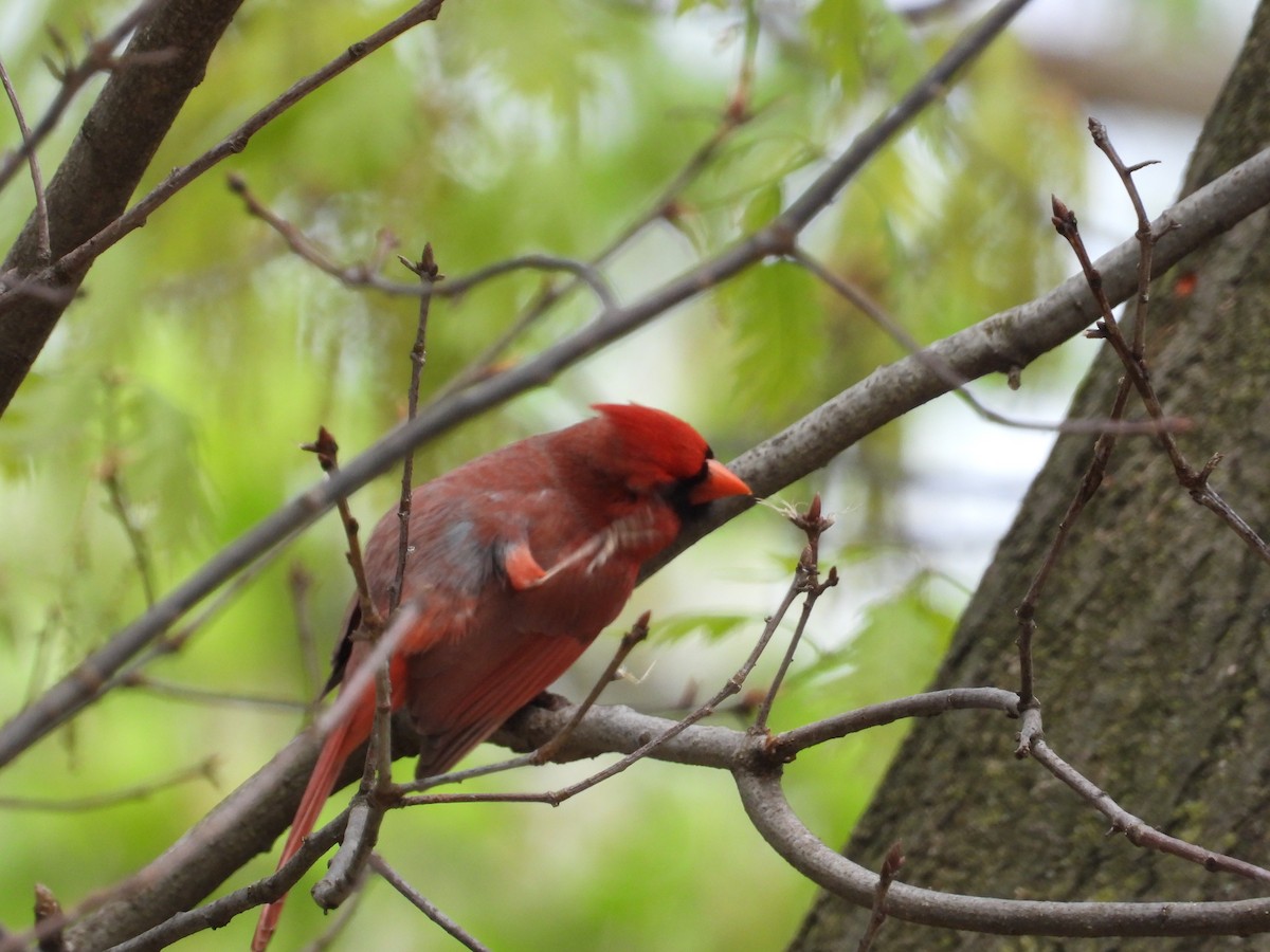 Northern Cardinal - ML630741359
