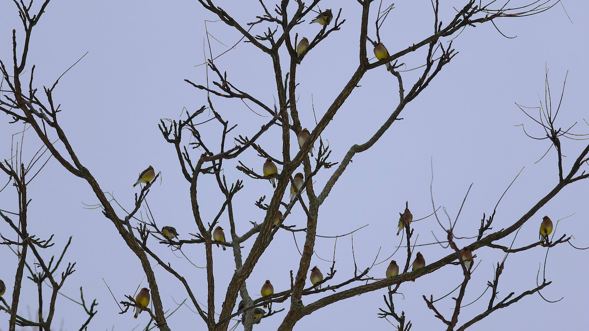 ヒメレンジャク - ML630741437