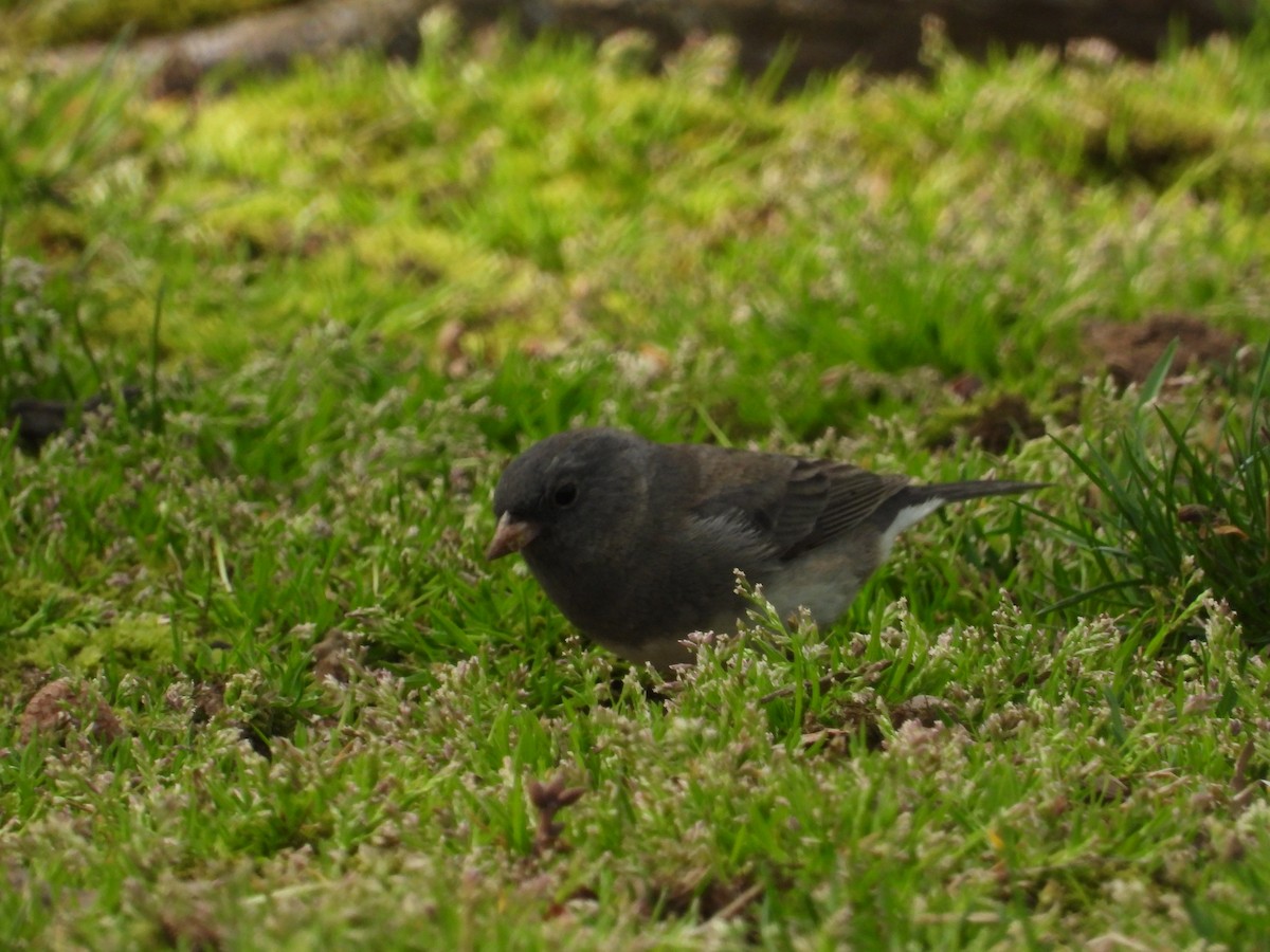 Dark-eyed Junco - ML630741465