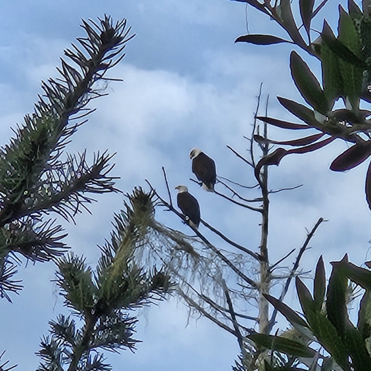 Bald Eagle - ML630741492