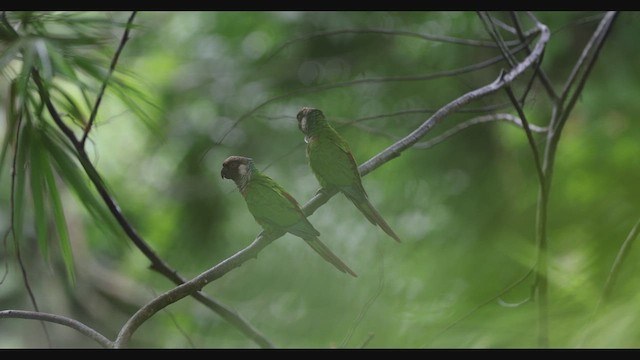 Gray-breasted Parakeet - ML630741535