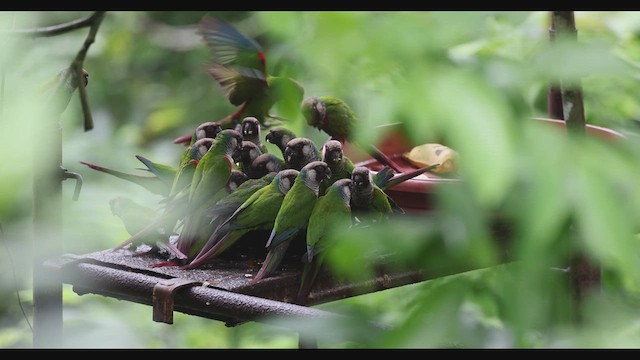 Gray-breasted Parakeet - ML630741553