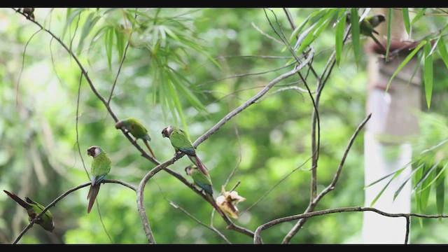 Gray-breasted Parakeet - ML630741566