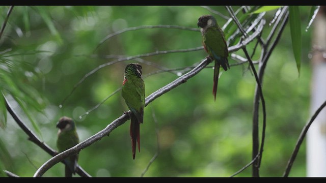 Gray-breasted Parakeet - ML630741592