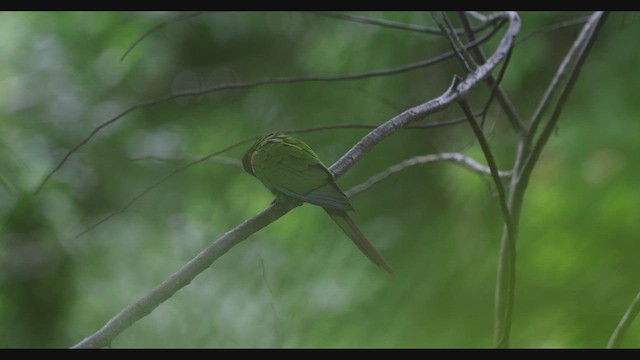 Gray-breasted Parakeet - ML630741620
