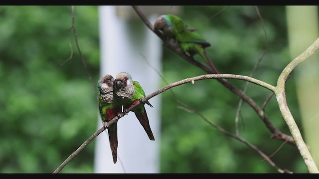 Gray-breasted Parakeet - ML630741623