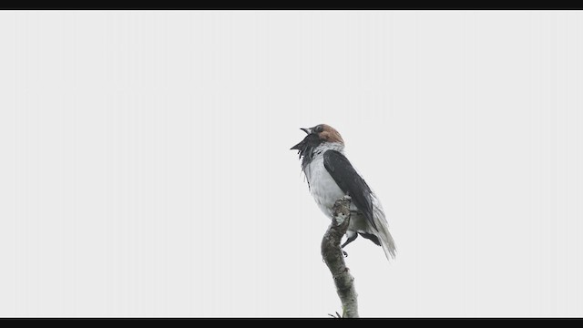 Bearded Bellbird - ML630741745