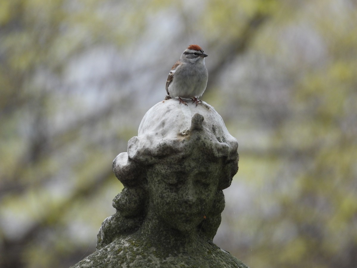 Chipping Sparrow - ML630741935