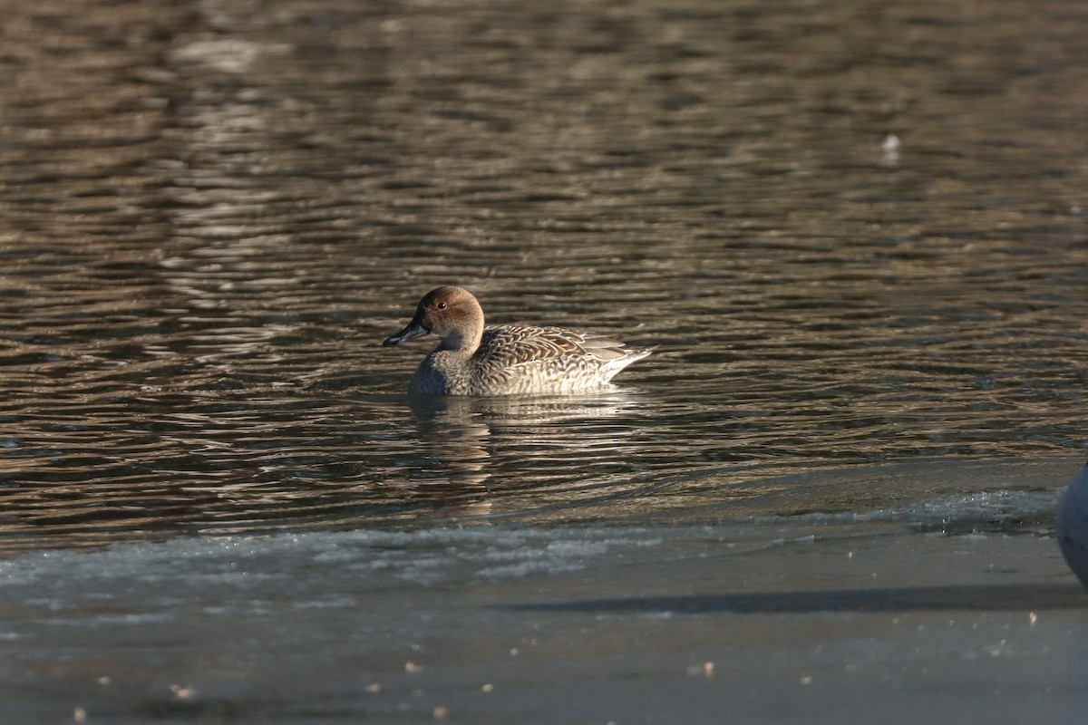 Northern Pintail - ML630741988
