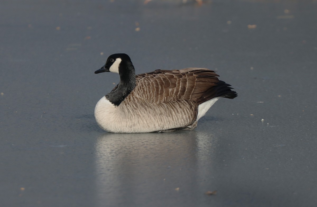 Canada Goose - ML630741991