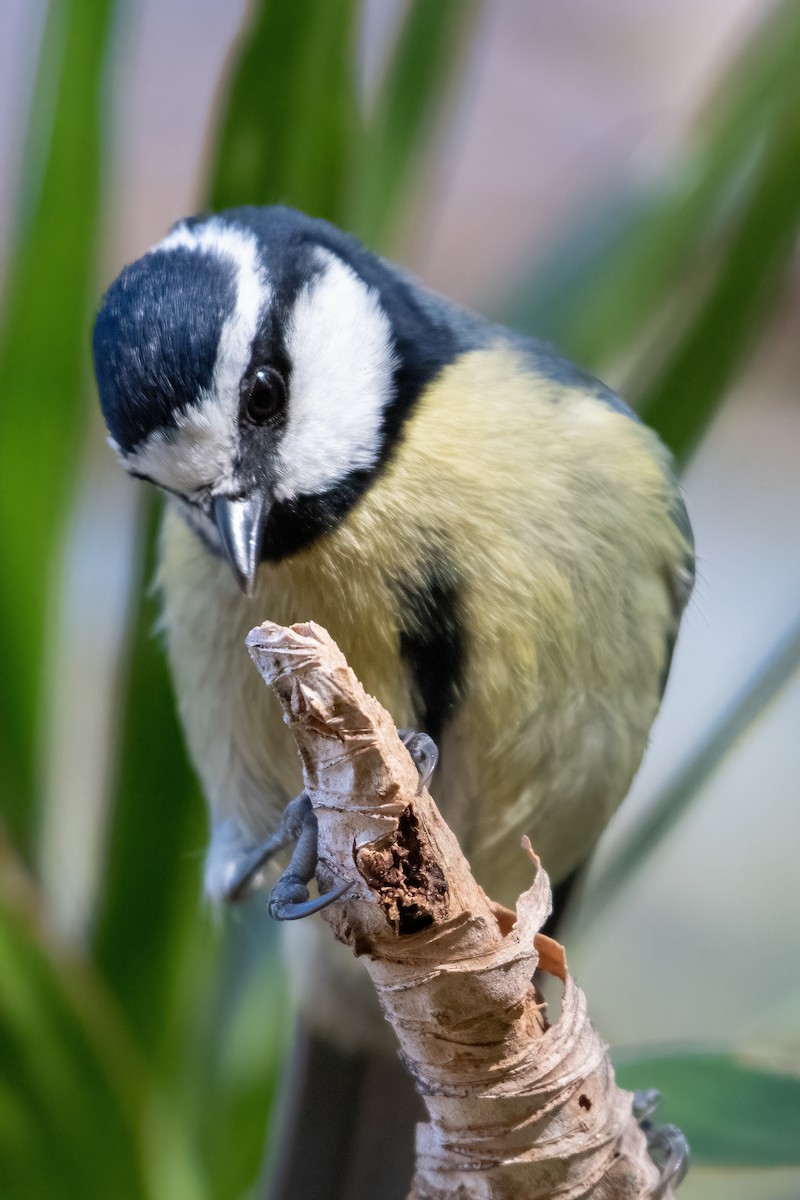 African Blue Tit - ML630742051