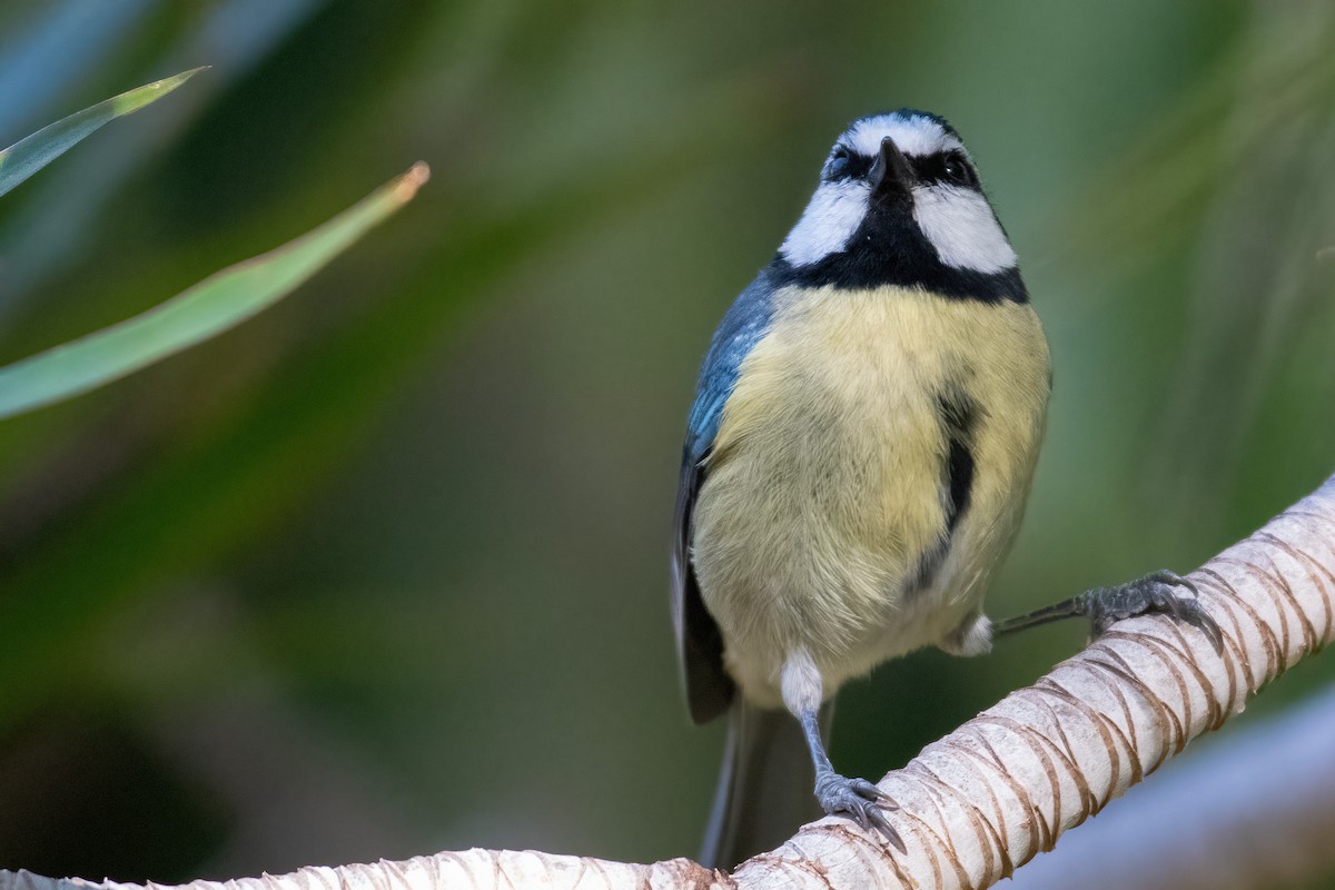 African Blue Tit - ML630742052
