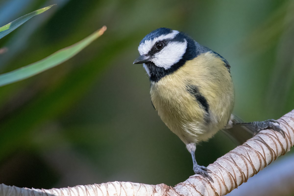 African Blue Tit - ML630742053