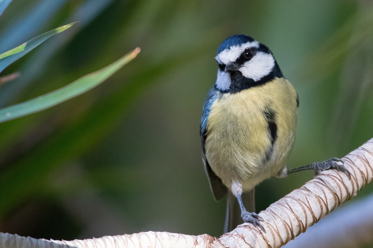 African Blue Tit - ML630742054