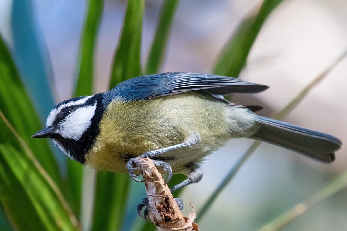 African Blue Tit - ML630742055