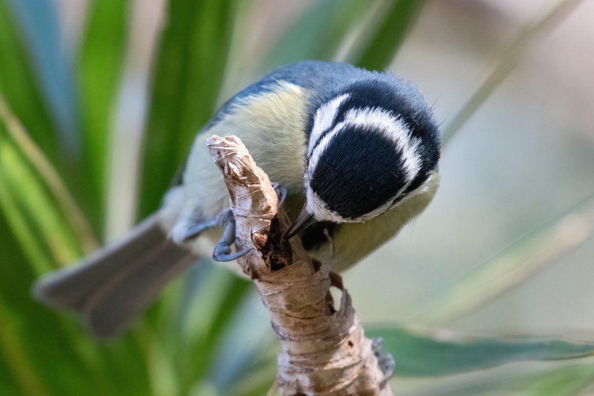 African Blue Tit - ML630742057