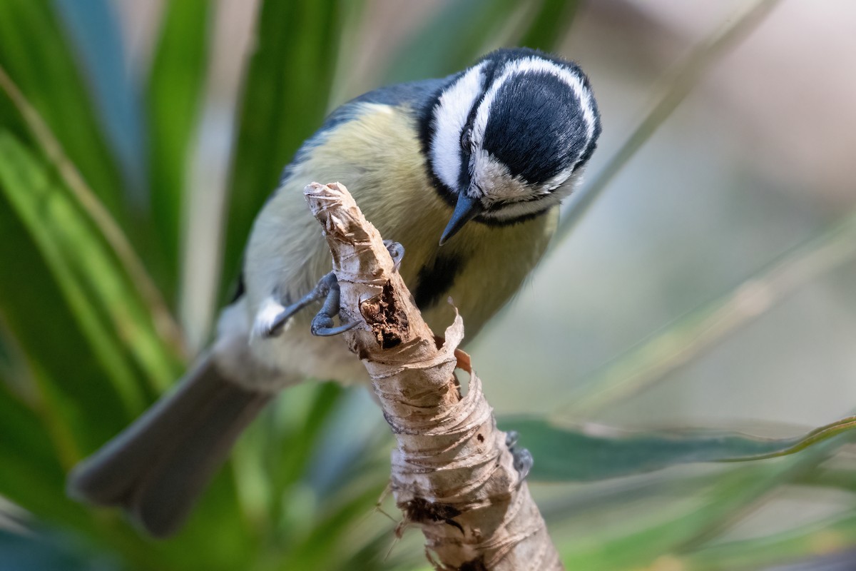 African Blue Tit - ML630742059